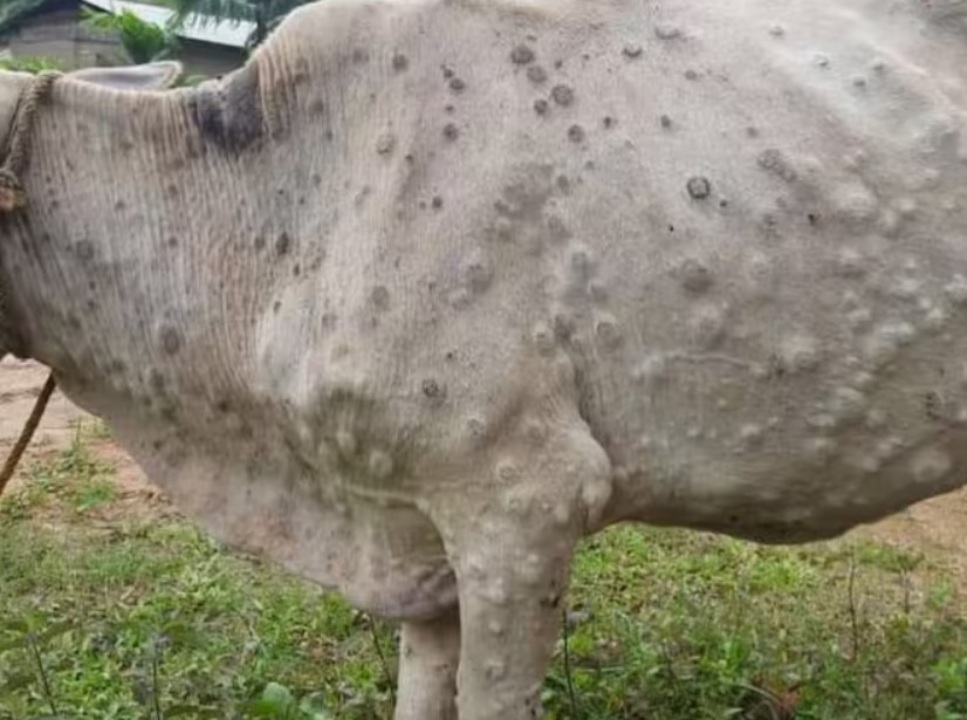 Death of many animals due to lumpy disease