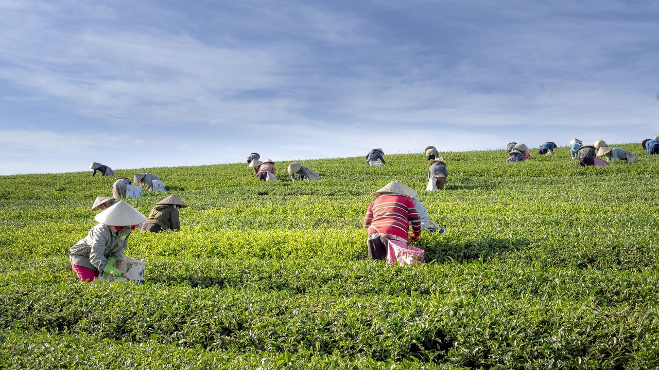 चाय की खेती पर बंपर सब्सिडी दे रही है सरकार