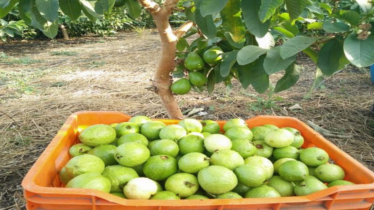अमरूद (Guava)