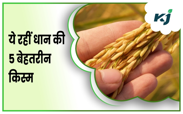 Top 5 Paddy Variety: धान की इन उन्नत किस्में से बढ़ेगी पैदावार, किसानों ...