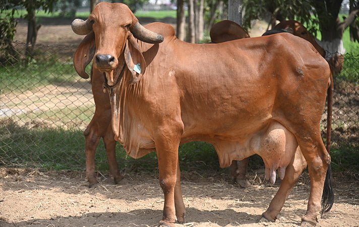 Chief Minister's Animal Husbandry Development Scheme