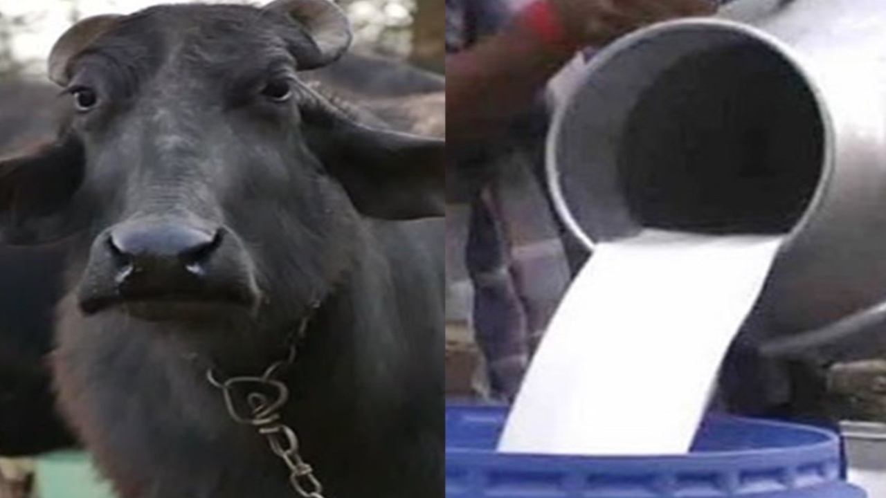 These methods can increase milk production even in summer