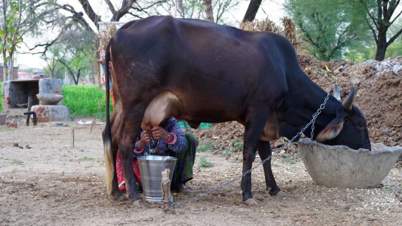 Cowpea grass increases the amount of milk in animals