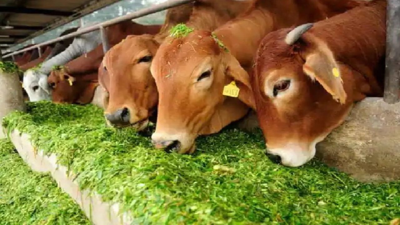 Green fodder is most useful for animals
