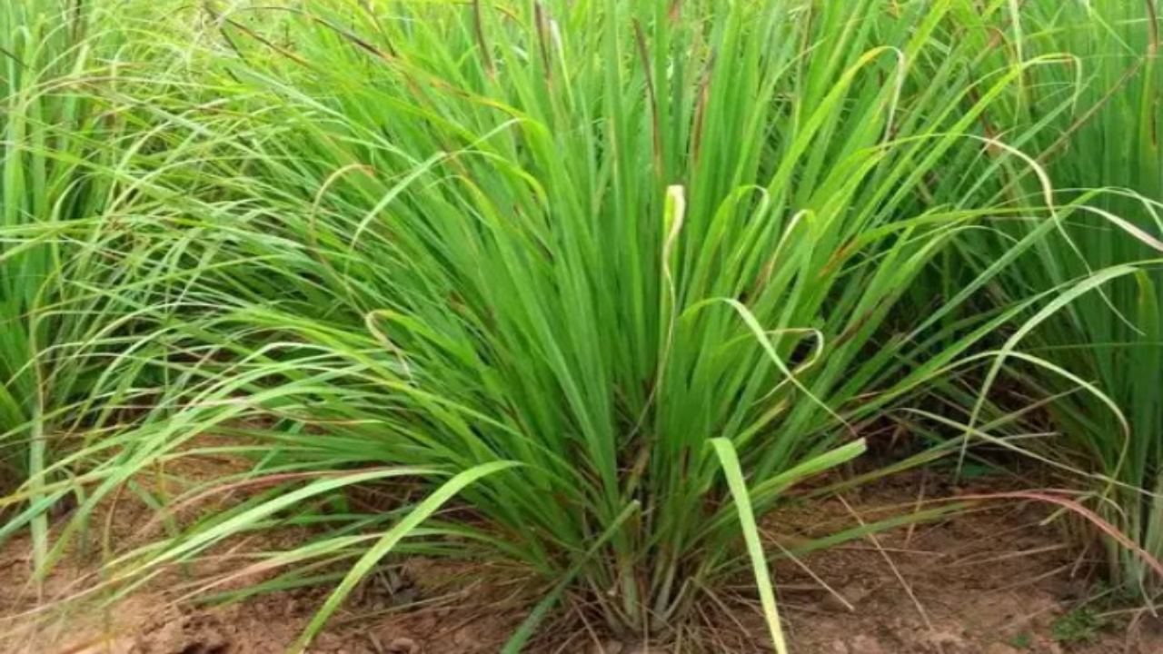 Ayurvedic oil is prepared from this grass