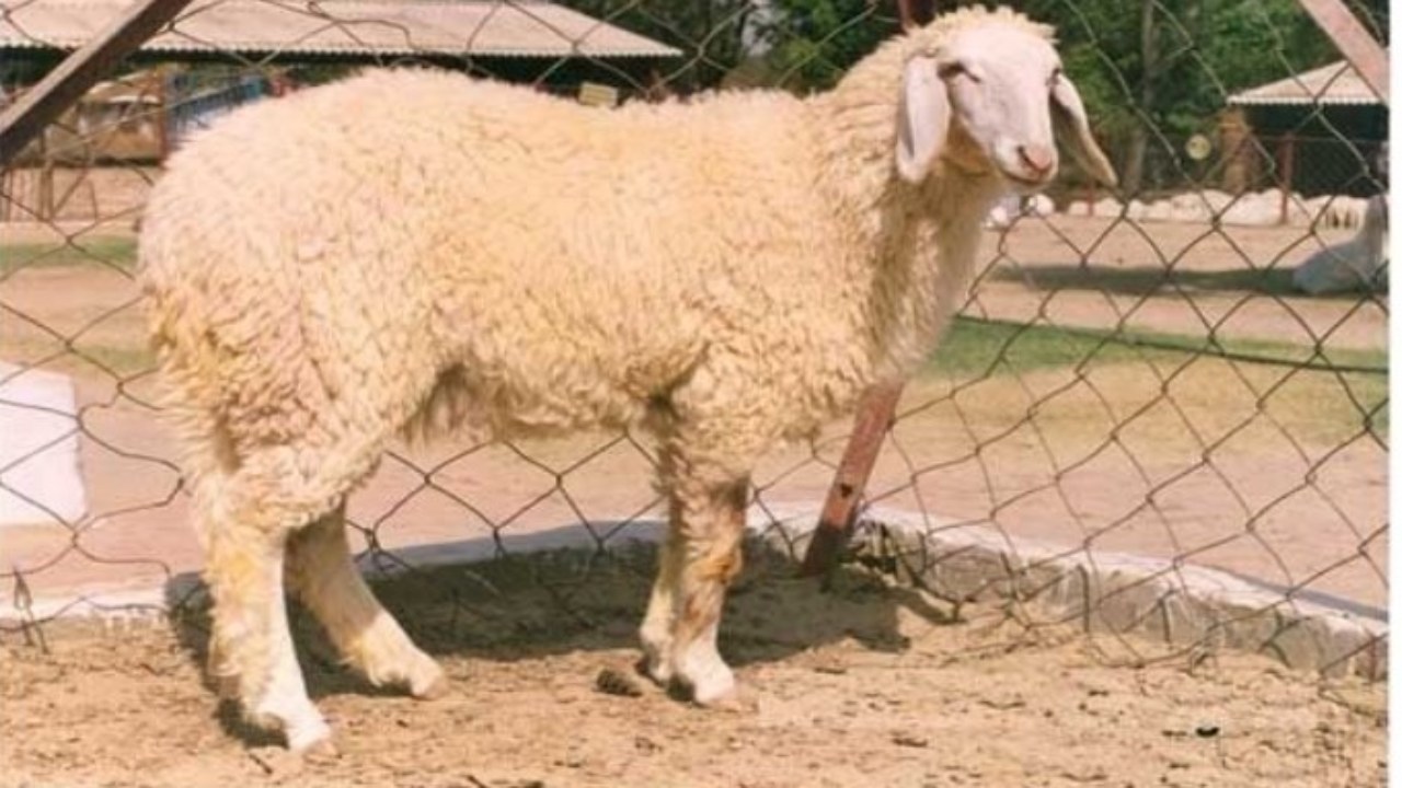 The wool of Mallani sheep is the most profitable wool.