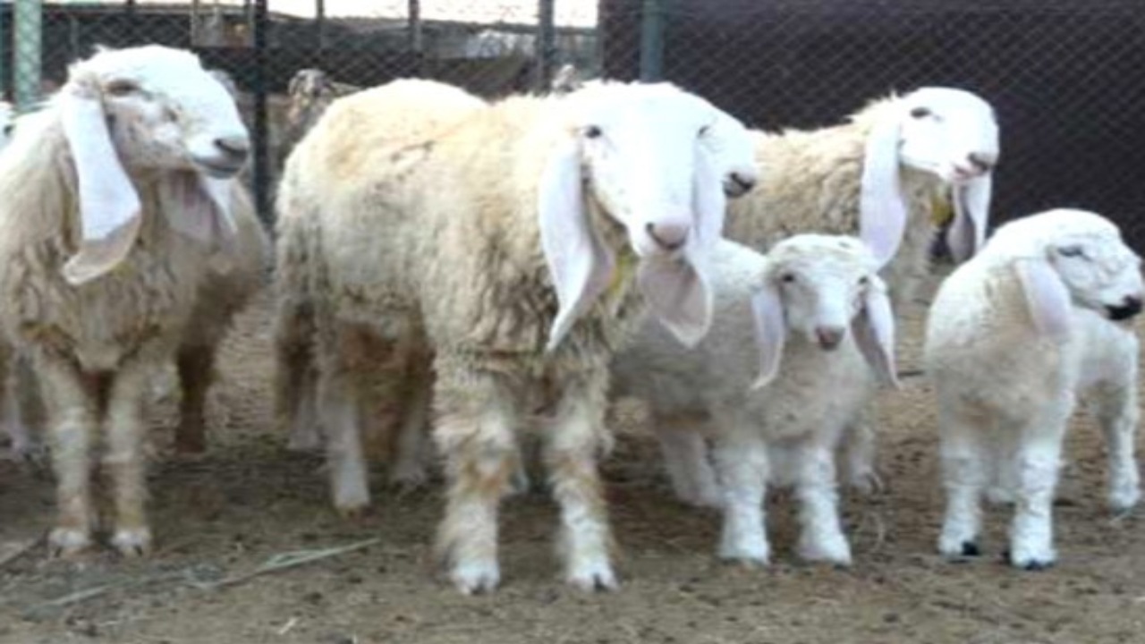 Lohi sheep are the sheep reared on a large scale in India.