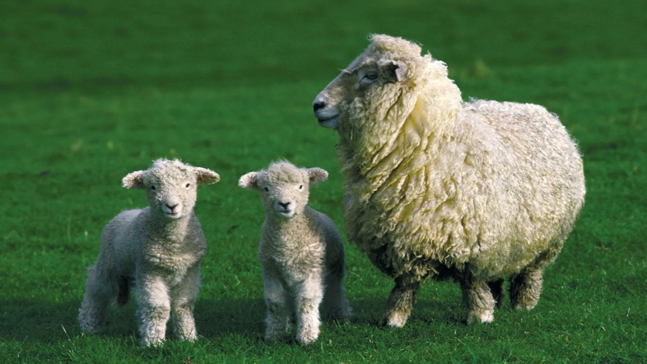 You can earn big money by producing these sheep