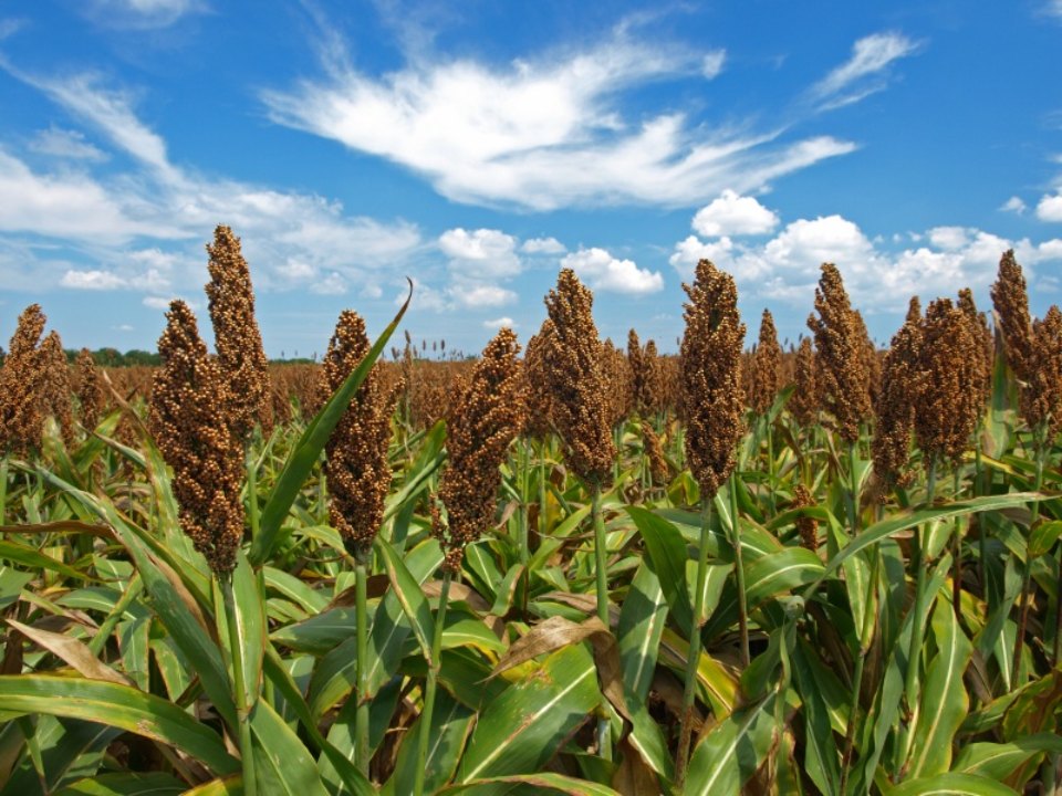 Sorghum crop cultivation in india