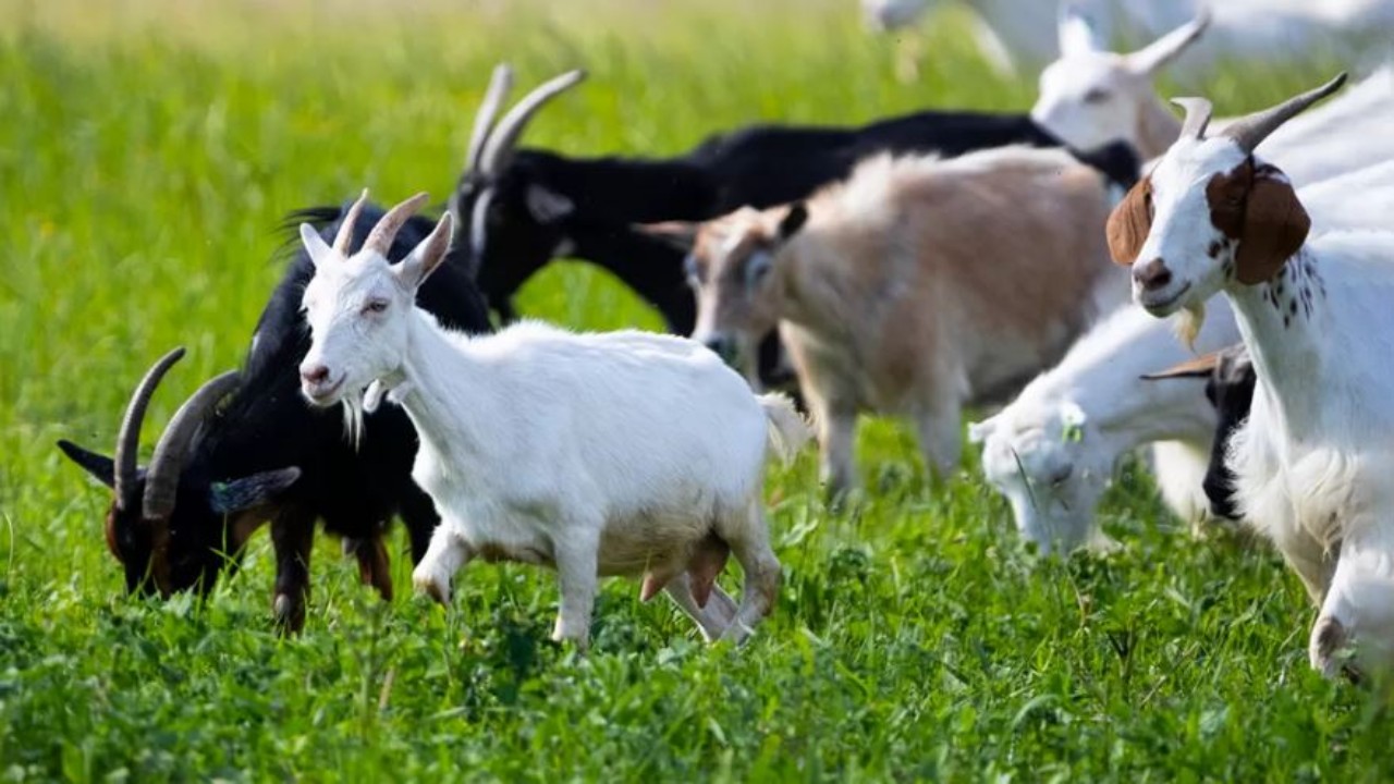 Scientific Method of Goat Rearing