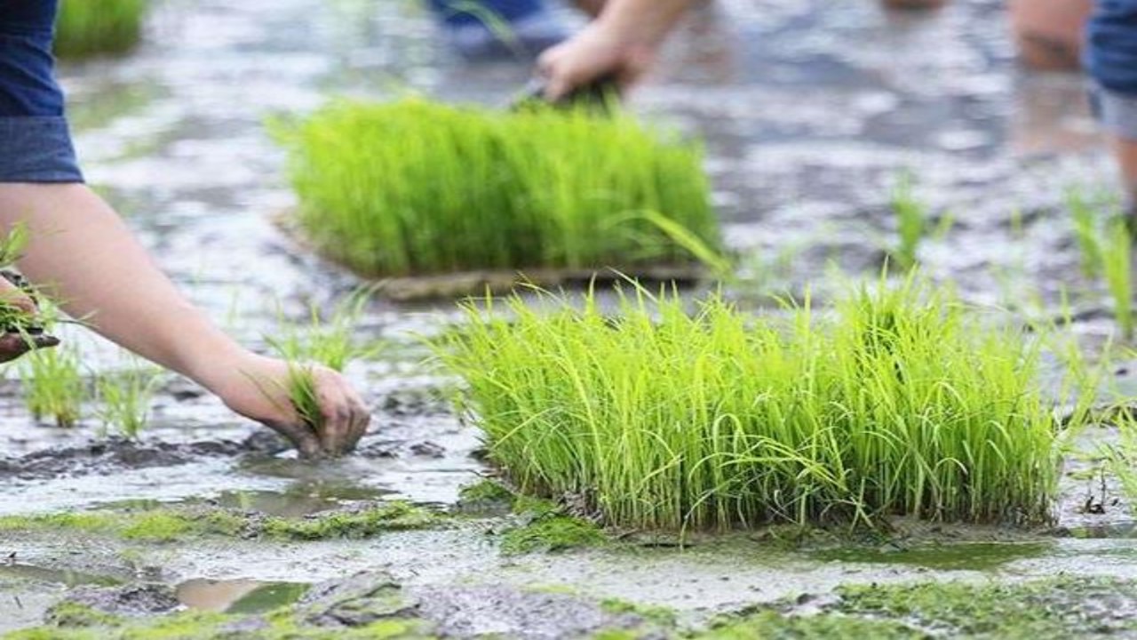 How to save water in paddy?