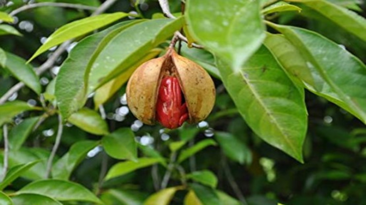 Consumption of nutmeg removes body stains