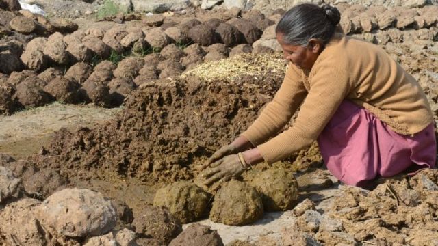 cow dung business in india