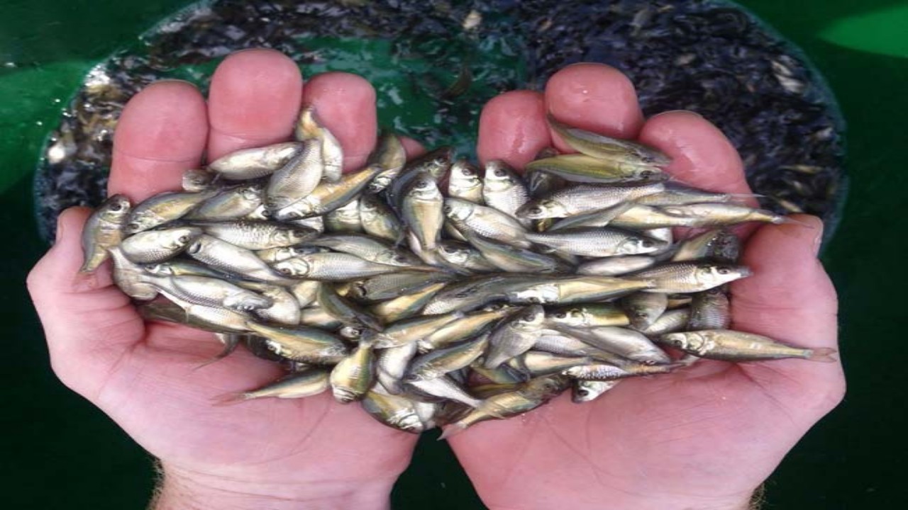 Free fish seed will be available to the farmers