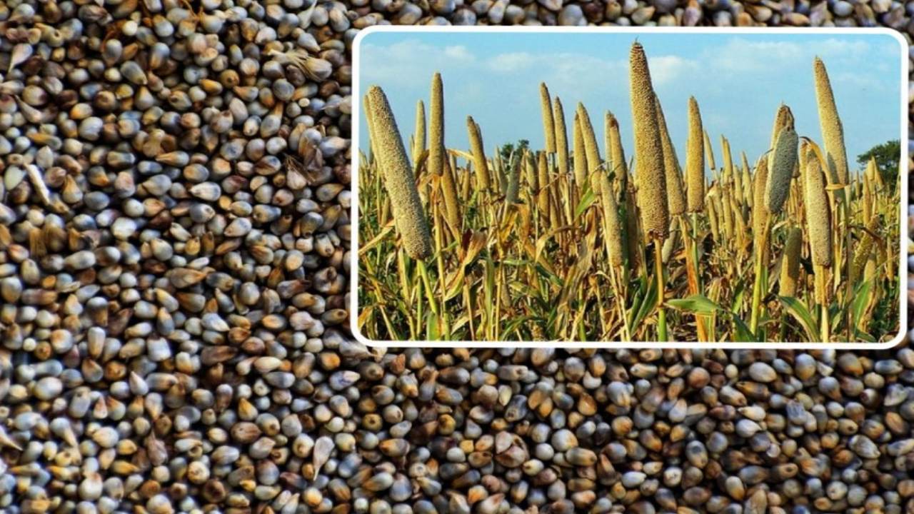 History of millet in India