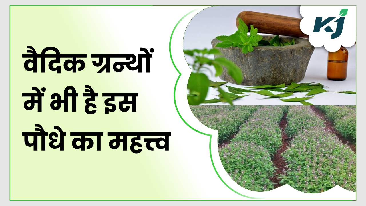 Tulsi Plant तुलसी के पौधे के आध्यात्मिक और आयुर्वेदिक गुण माला पहनने