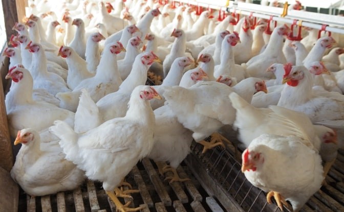 Chicken