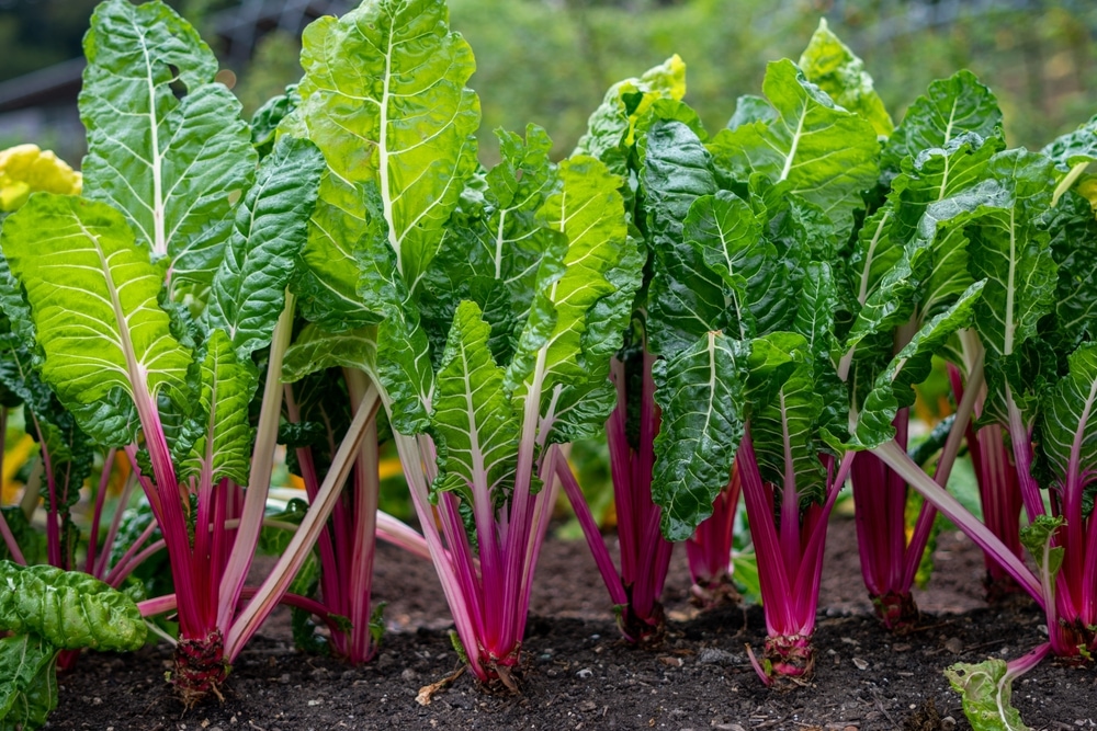 Swiss Chard: जानें स्विस चार्ड के औषधिय गुण और इसके क्या हैं उपयोग ...