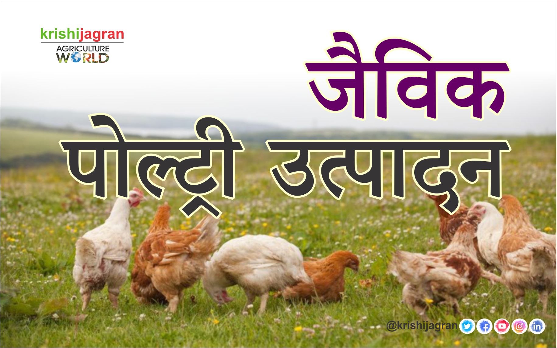 organic-poultry-production