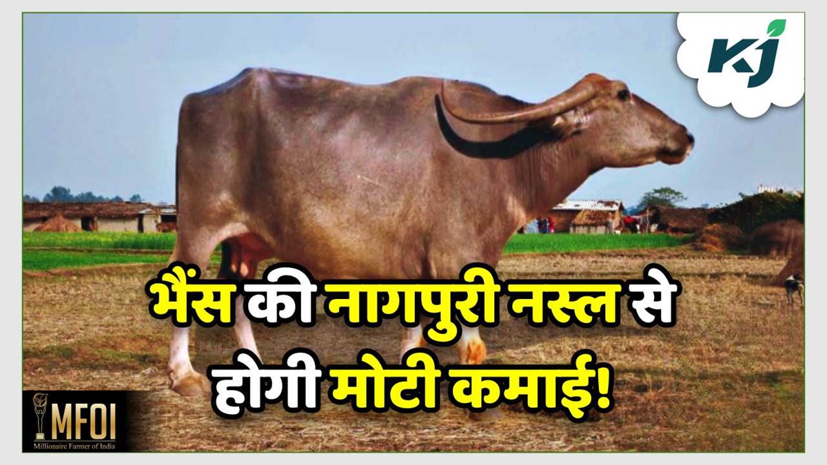 Nagpuri Buffalo: भैंस की नागपुरी नस्ल से होगी मोटी कमाई! सालाना 1200 ...