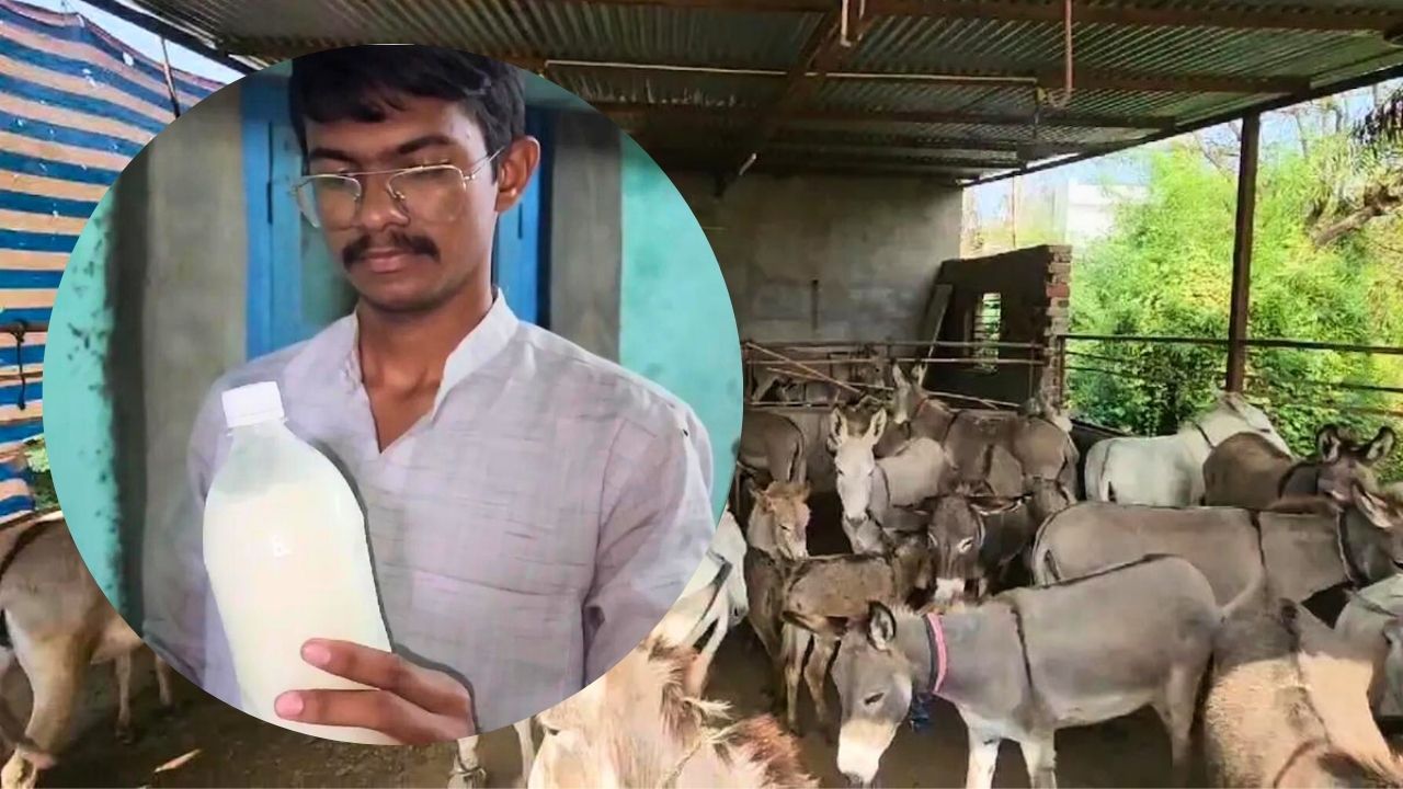 the voice of hind -गधी का दूध बेच व्यापारी बना मालामाल, फायदे जान आप भी हो जाएंगे हैरान