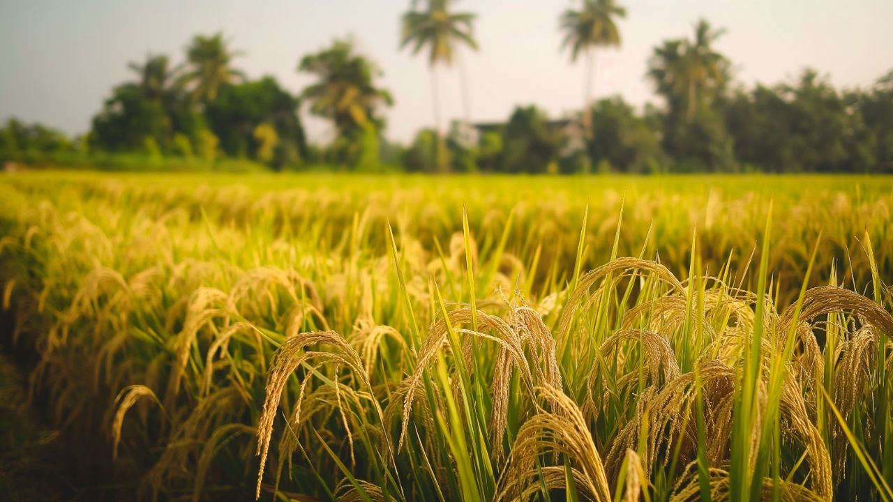 Herbicide Tolerant Rice Varieties: किसान DSR विधि से बासमती चावल की इन ...