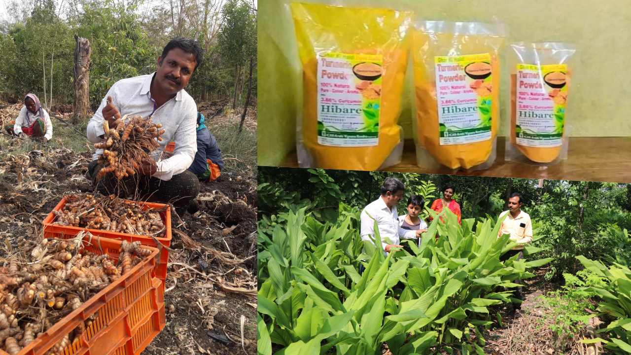 हल्दी की खेती ने बदली इस किसान की किस्मत आज है लाखों में कारोबार Farmer Laxmikant Hibare Is