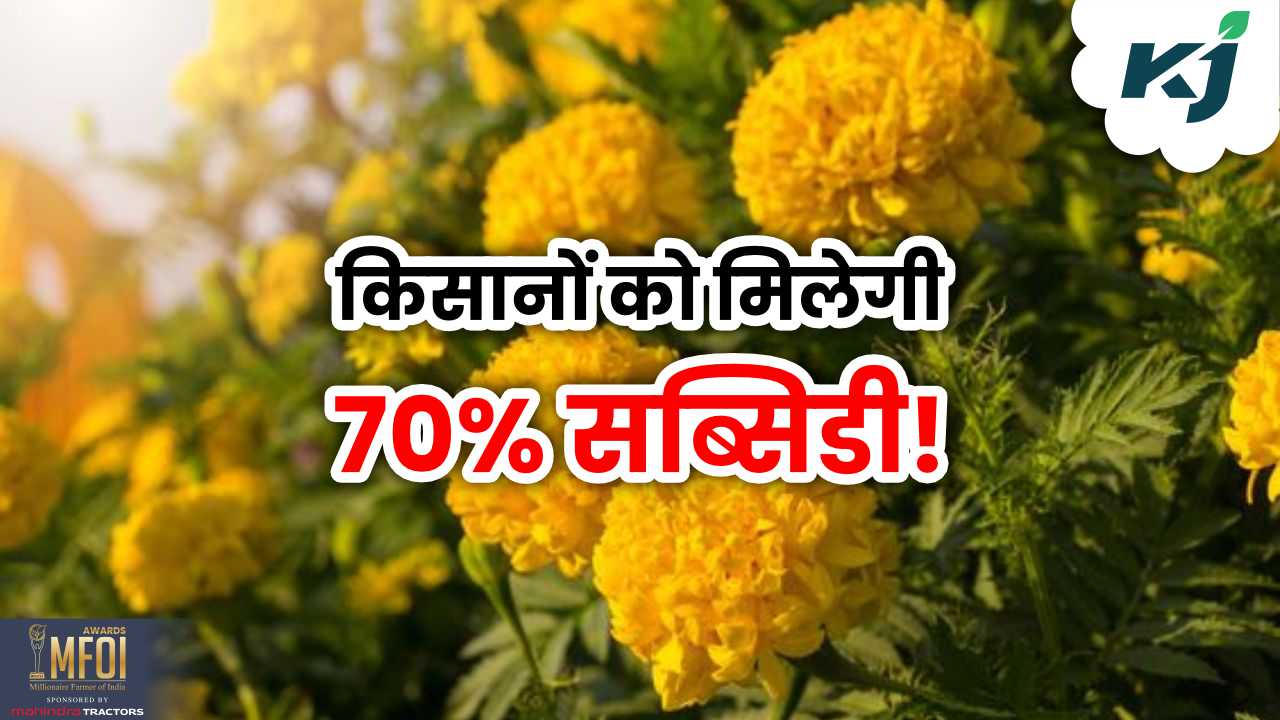 Sarkari Yojana: गेंदा फूल की खेती पर मिलेगी 70% सब्सिडी, लाभ उठाने के लिए यहां करें रजिस्ट्रेशन