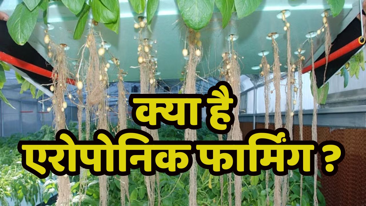 Aeroponic Farming तकनीक से घर की छत पर उगाए आलू, कम समय में मिलेगी ज्यादा पैदावार