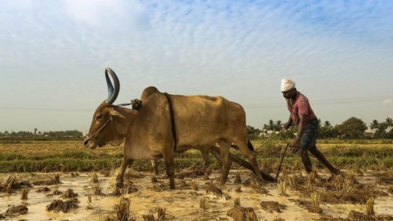 भारत का कृषि में पिछड़ेपन होने के 6 मुख्य कारण, पढ़ें पूरा आर्टिकल