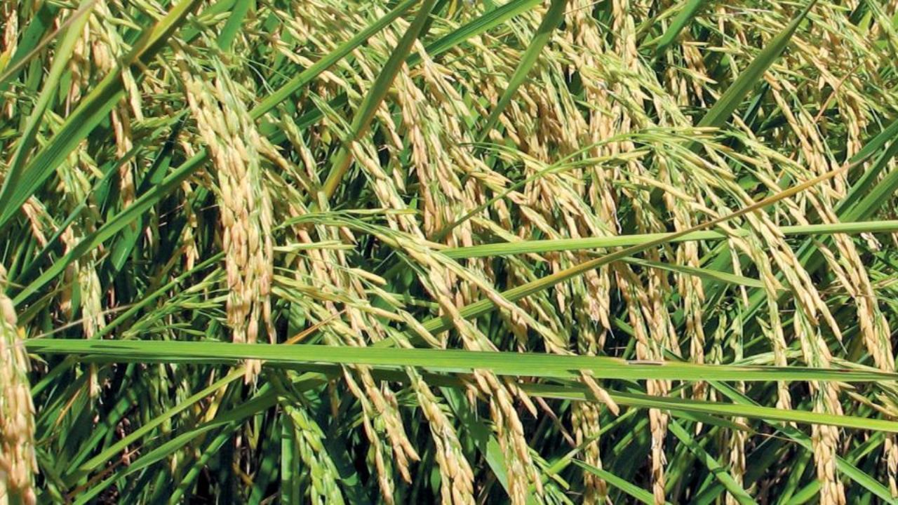 Paddy Farming: धान की उत्तम खेती के लिए पूसा बासमती की ये किस्में हैं ...