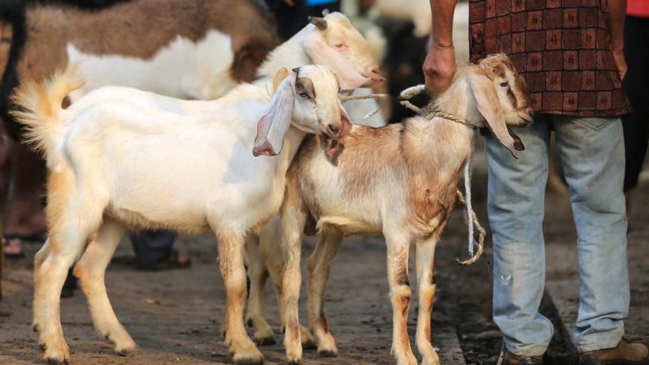 Bakrid 2024: घर में ऐसे रखें बकरे का ख्याल, खाने में दें ये चीजें, नहीं पड़ेगा बीमार!