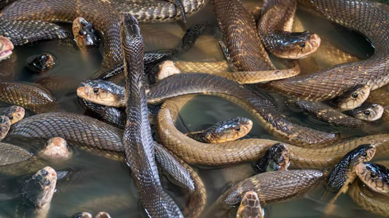 Snake Farming: इस गांव में किया जाता है सांप पालन, एक लीटर जहर से करोंड़ो कमाते हैं लोग