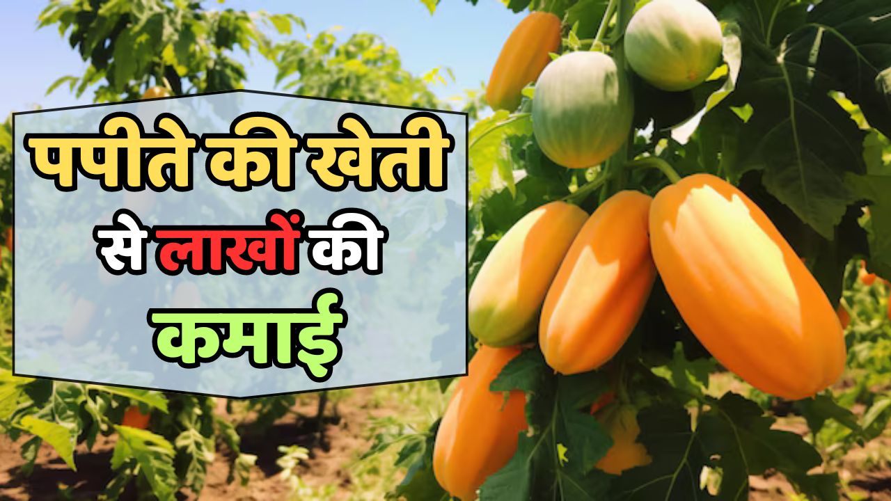 Papaya Farming: पपीता की खेती से होगी लाखों में कमाई, बस अपनाएं ये तरीका