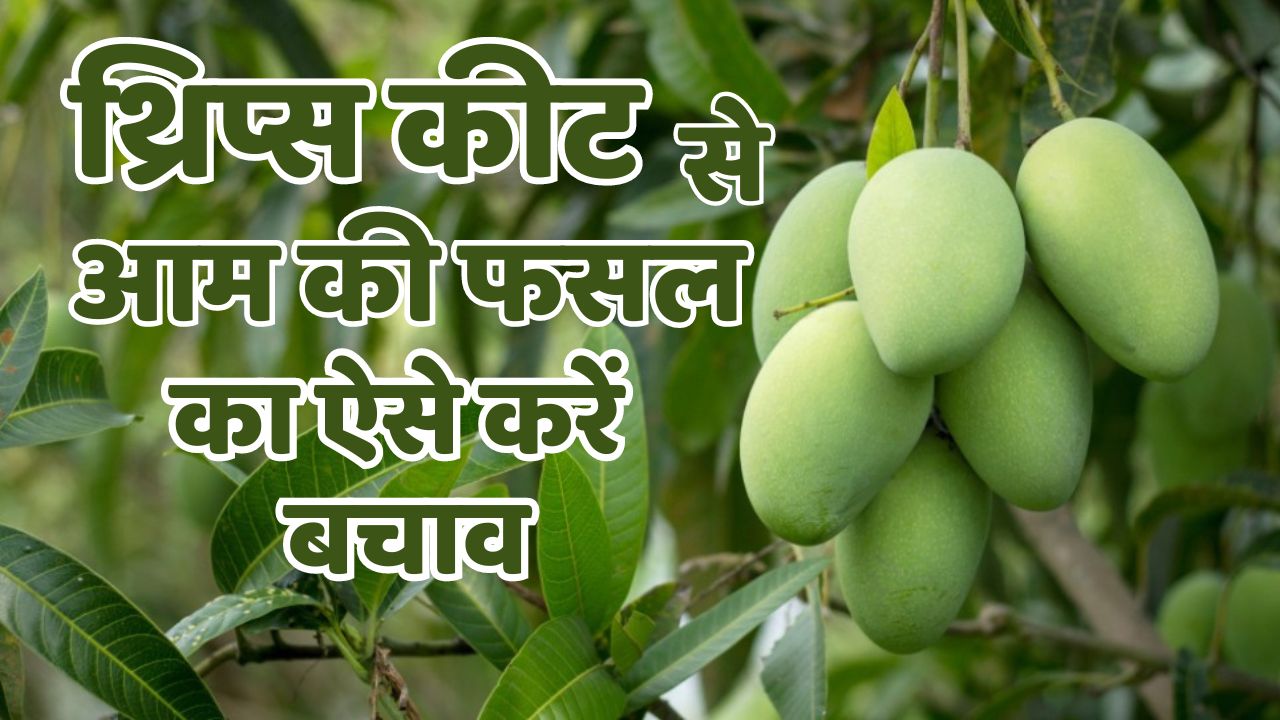 <b>Mango</b> Farming Tips: इस कीट के प्रकोप से आम की फसल हो सकती है खराब, जानें कै...