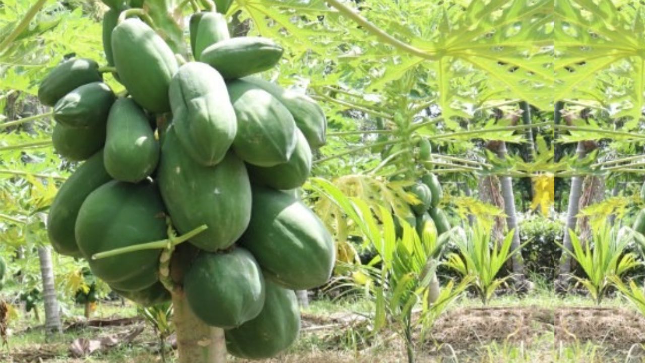 Papaya Farming बरसात के मौसम में पपीते की फसल का कैसे रखें ध्यान 9 पॉइंट्स में जानें पूरी बात 4621