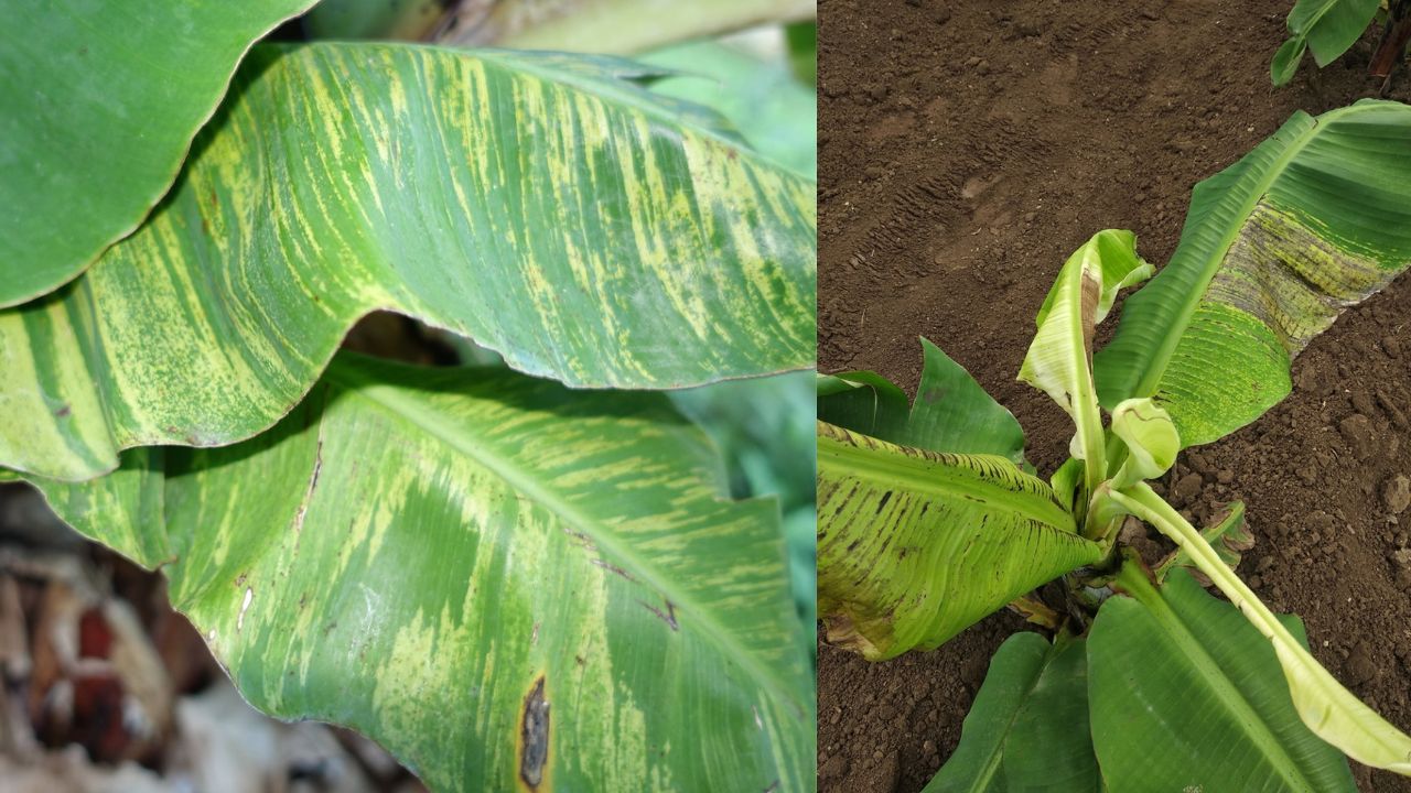 Virus CMV en Platanera