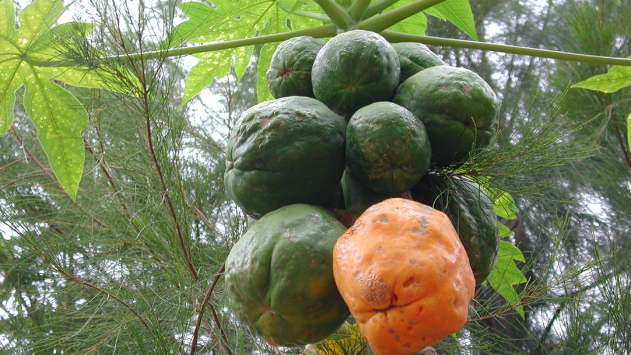 Papaya Farming: पपीते की फसल में बोरोन की कमी से घट सकती है पैदावार, जानें लक्षण और प्रबंधन!