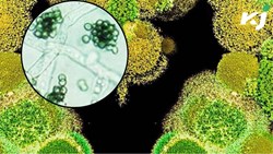 Use organic solutions instead of chemicals save crops by using Trichoderma