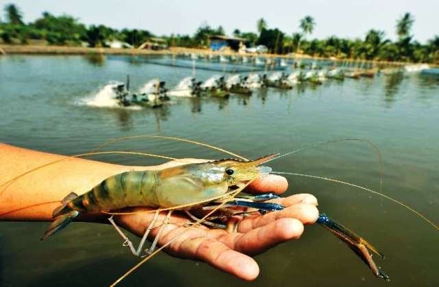 Fish Jheenga