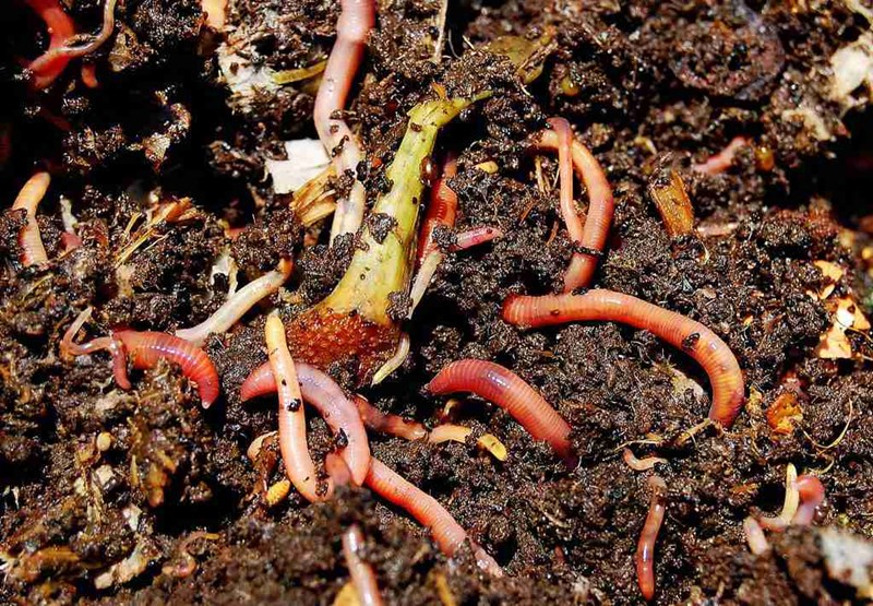 Vermicomposting