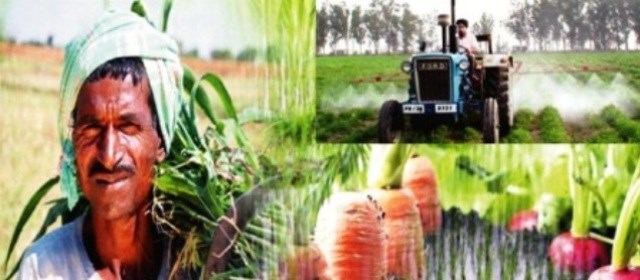 fasal kisan