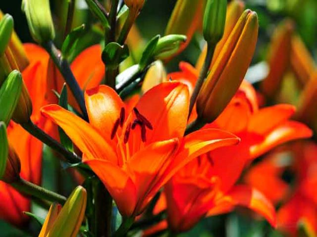flowers