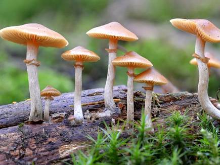 Mushroom