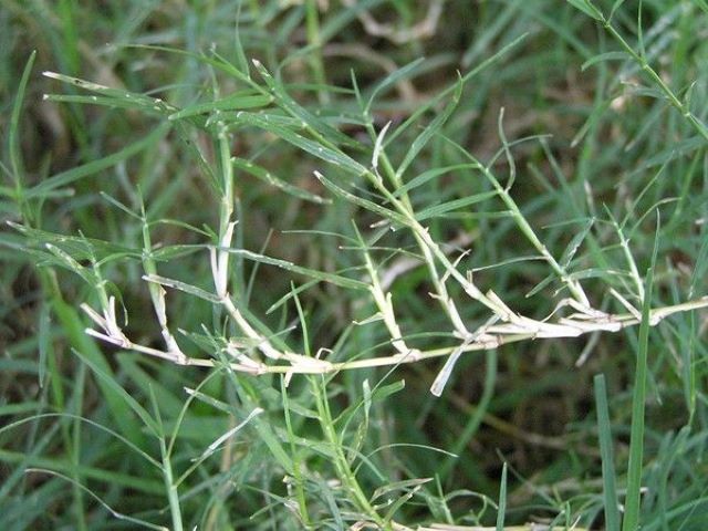 DURVA gRASS