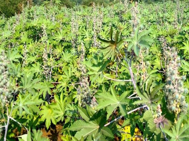 Castor Farming