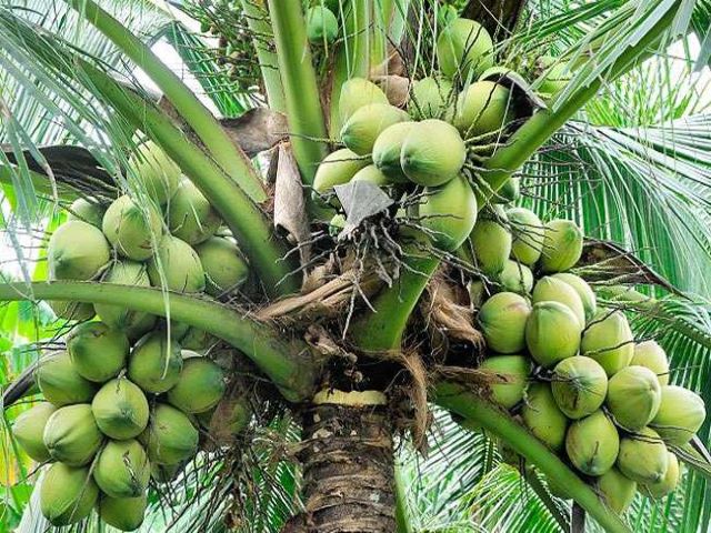 Cocnut