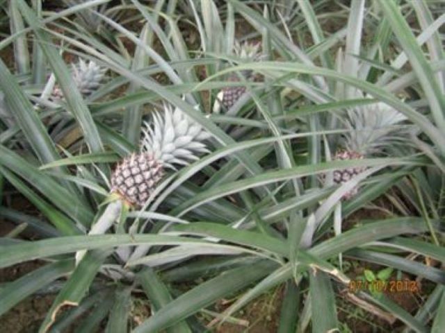 pialple kheti