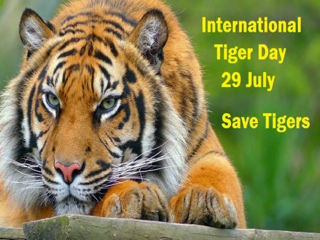 tiger day