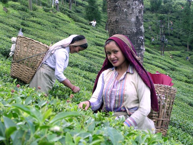 tea
